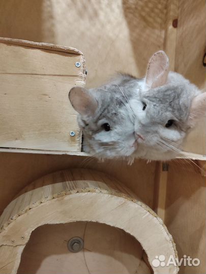 Серебристые шиншиллы