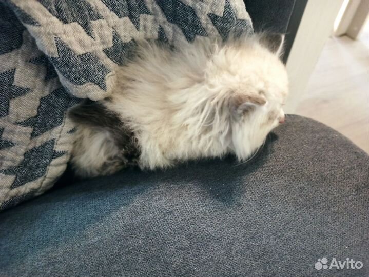Котенок сиамский