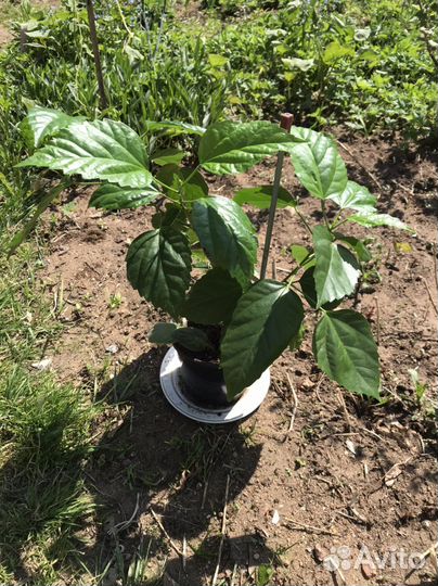 Гибискус, китайская роза