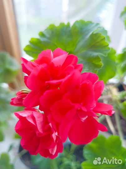 Пеларгонии сортовые