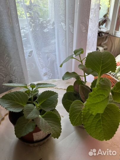 Мята домашняя