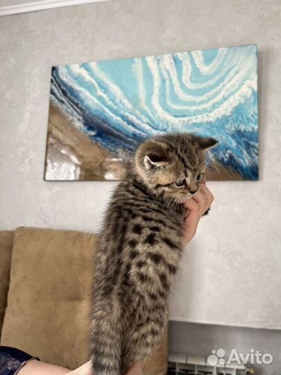 Британский котенок