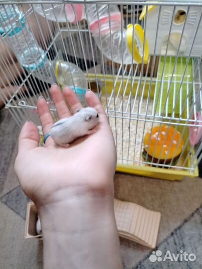 Джунгарский хомяк