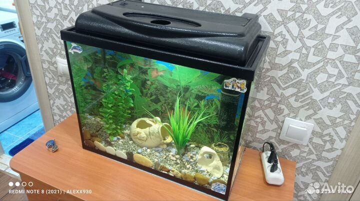 Рыбки вместе с аквариум