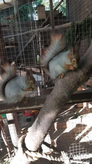 Белка, бельчата. Вольерные