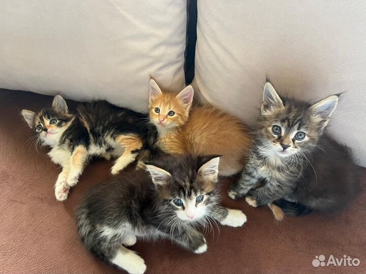 Котята мейн-кун