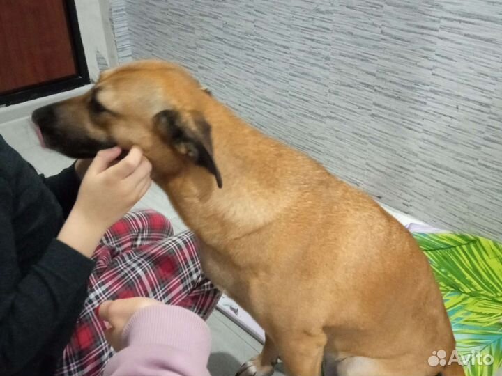 Собака в добрые руки