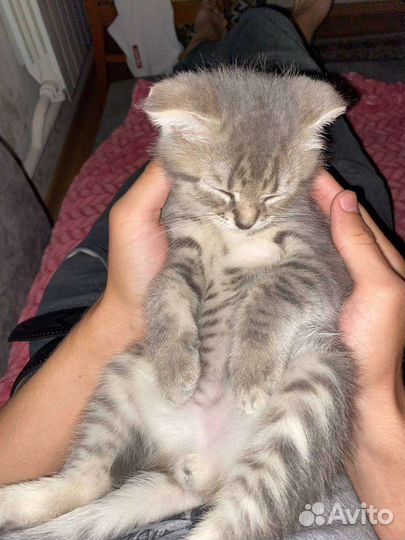 Кошка Чеченская