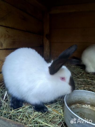 Кролики на племя