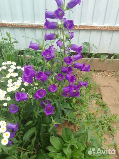 Колокольчики