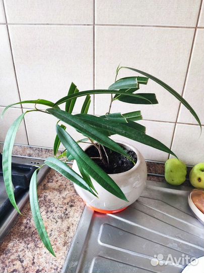 Фикусы Али, Комнатные растения