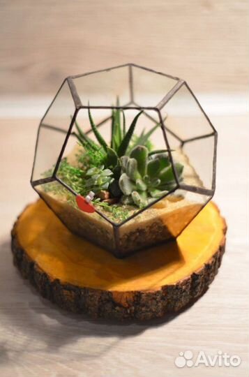 Флорариум Додекаэдр с суккулентами