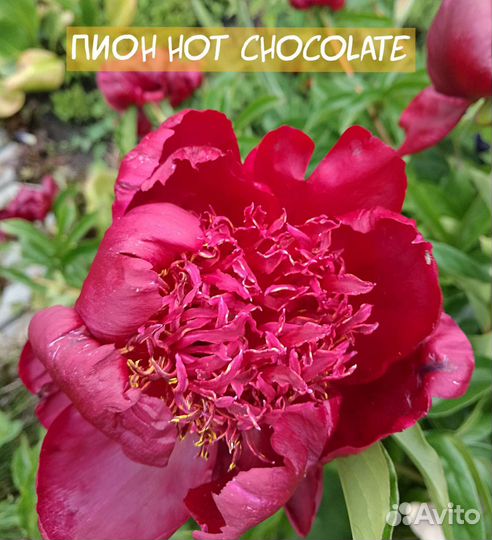 Пионы саженцы корни