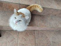 Кот (порода турецкий ван)