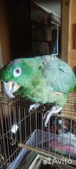 Попугай Амазон Мюллера