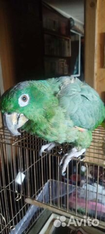 Попугай Амазон Мюллера