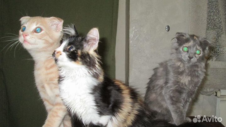 Котята отдам даром