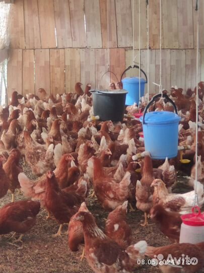 Куры несушки