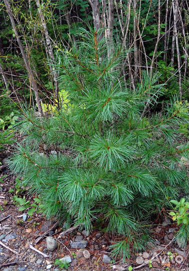 Кедр корейский (лат. Pinus koraiensis) 2022 год пр