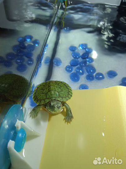 Черепашонок красноухой черепахи