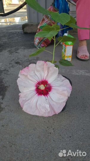 Гибискус Саммер Шторм травянистый можно почтой