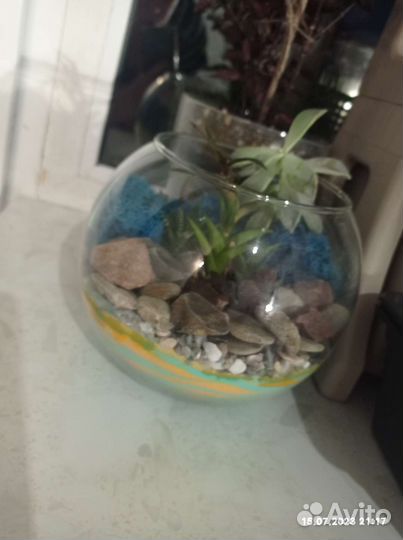 Флорариум суккуленты