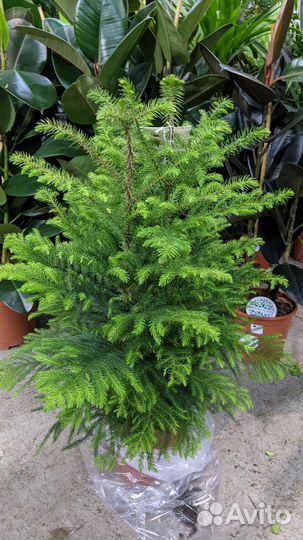 Араукария Ёлочка - Araucaria D-19 H100