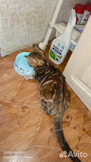 Бенгальская кошка бесплатно