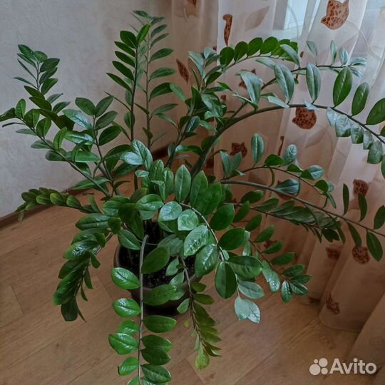 Замиокулькас