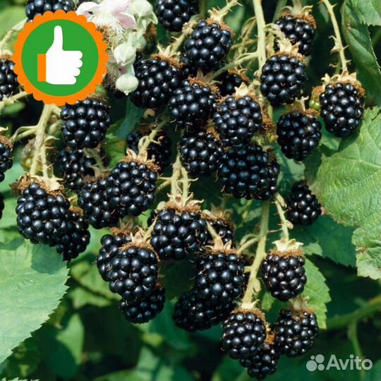 Саженцы ежевика Агавам