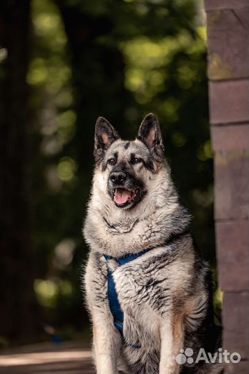 Восточноевропейская овчарка