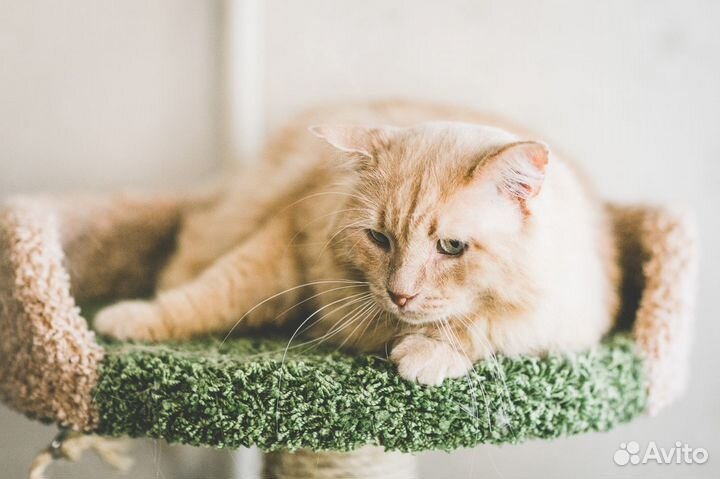 Кот Лео ищет дом