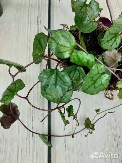 Крестовник Senecio Mikanoides 'Magic Marble