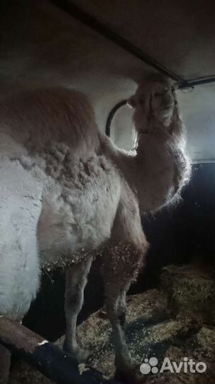 Перевозка Лошадей, крс, мрс и др. животных