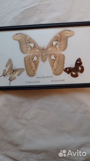 Панно - украшение, бабочка натуральная