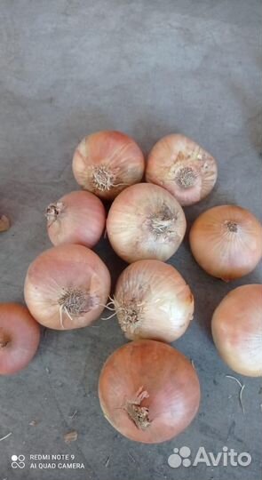 Лук Штутгарт на перо от 3 тонн