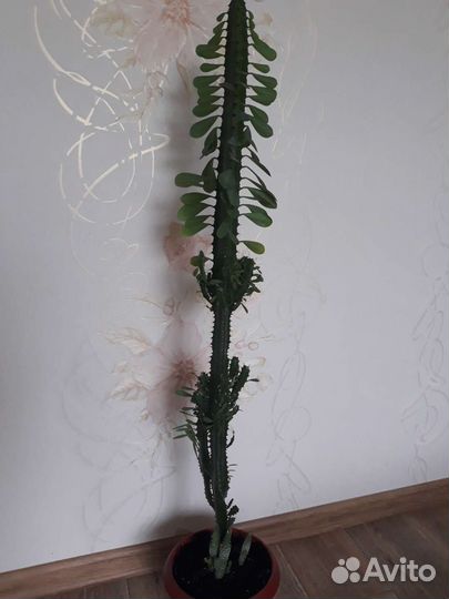 Молочай трехгранный