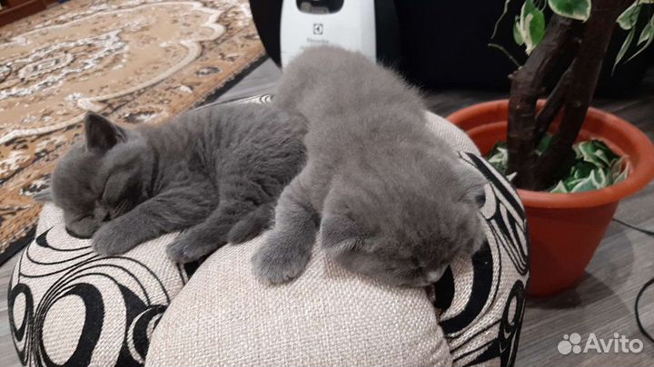 Шотландские плюшевые котейки