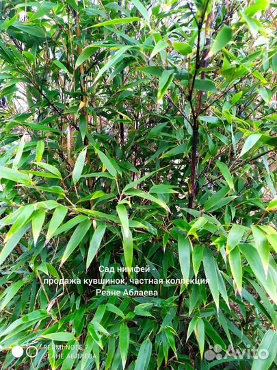 Бамбук чёрный, зелёный, пестролистный, 15 сортов