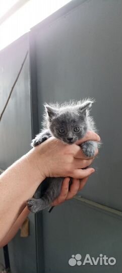 Отдам в добрые руки