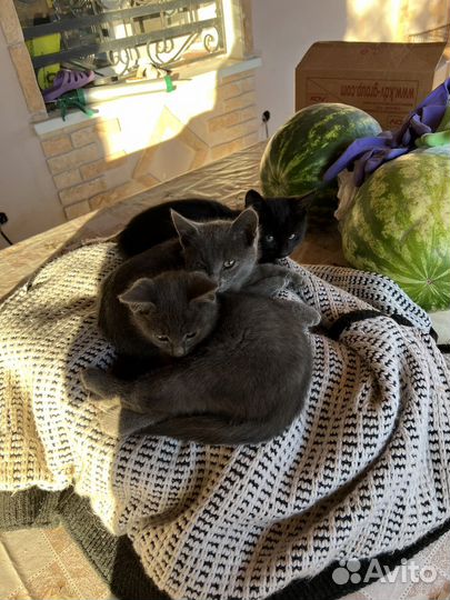 Котята в добрые руки