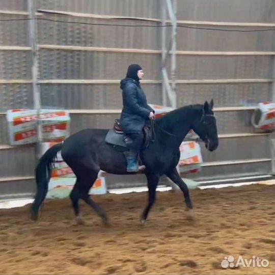 Тренер по верховой езде и конному спорту