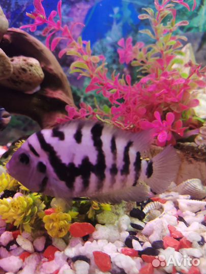 Рыбки аквариумные