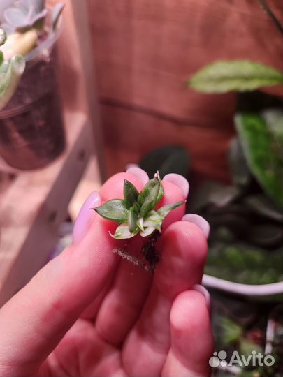 Суккуленты, седум, эхеверия