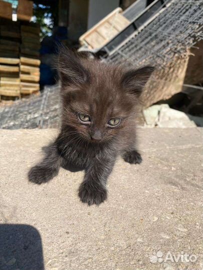 Котята в добрые руки бесплатно