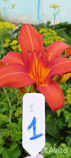 Лилейники сортовые