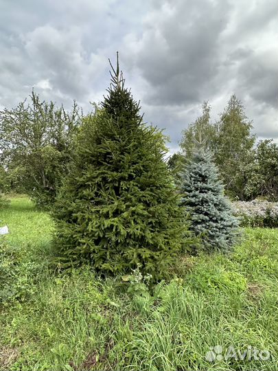 Голубые ели