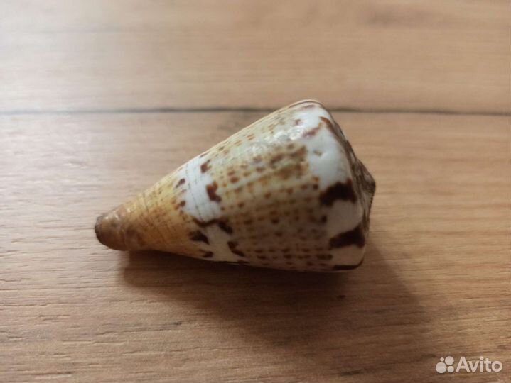 Морская раковина