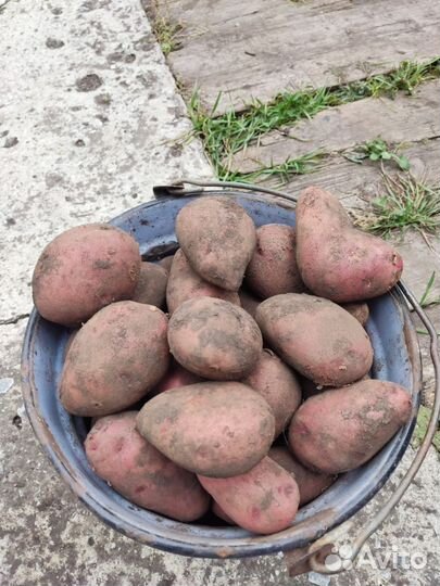 Картофель крупный