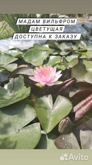 Растения для Пруда